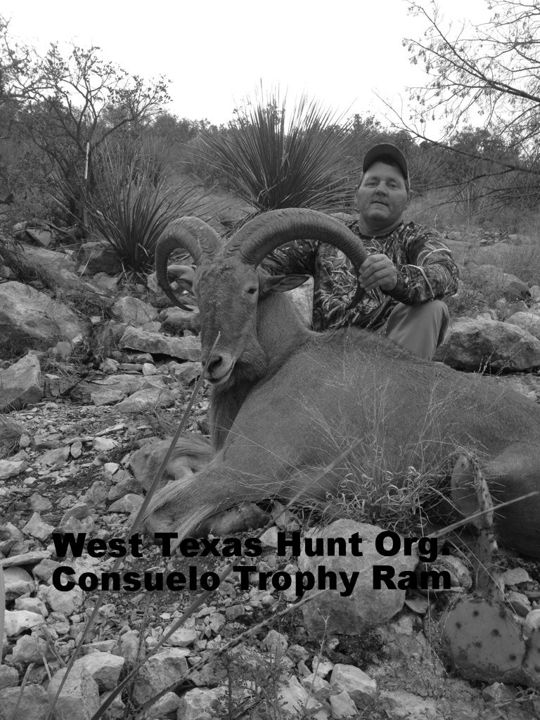 Val Verde County Free Range Aoudad Texas Hunting Forum